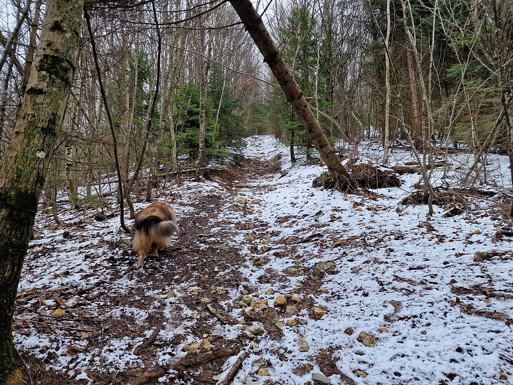 Slika je vidna v Google Chromu.