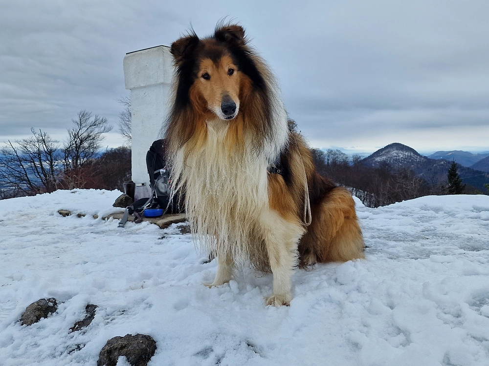 Slika je vidna v Google Chromu.