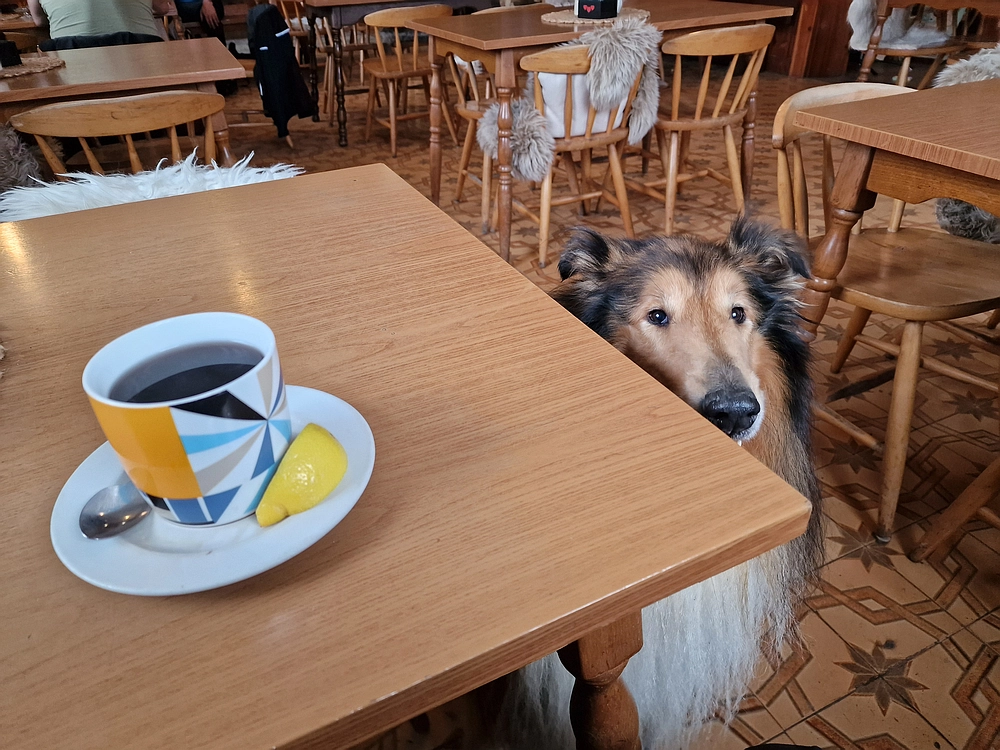 Slika je vidna v Google Chromu.