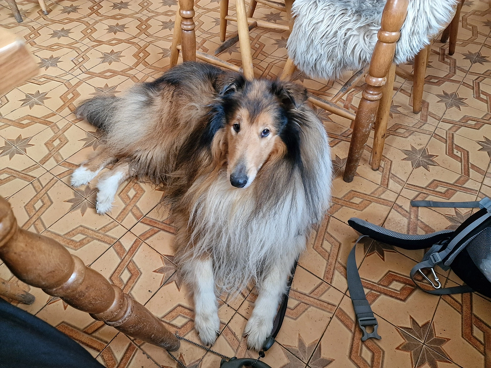 Slika je vidna v Google Chromu.