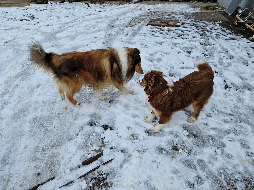 Slika je vidna v Google Chromu.