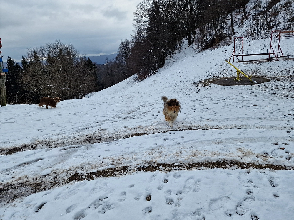 Slika je vidna v Google Chromu.