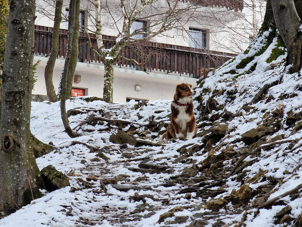 Slika je vidna v Google Chromu.
