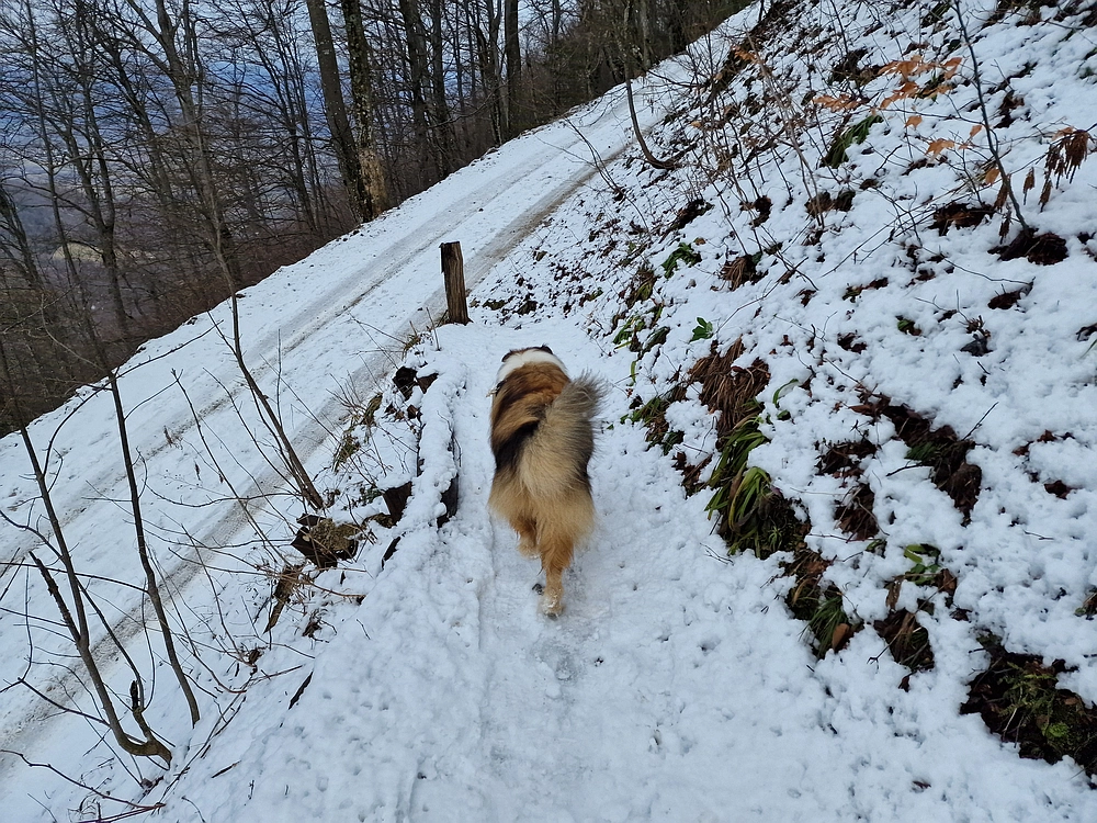 Slika je vidna v Google Chromu.