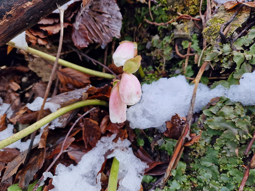 Slika je vidna v Google Chromu.