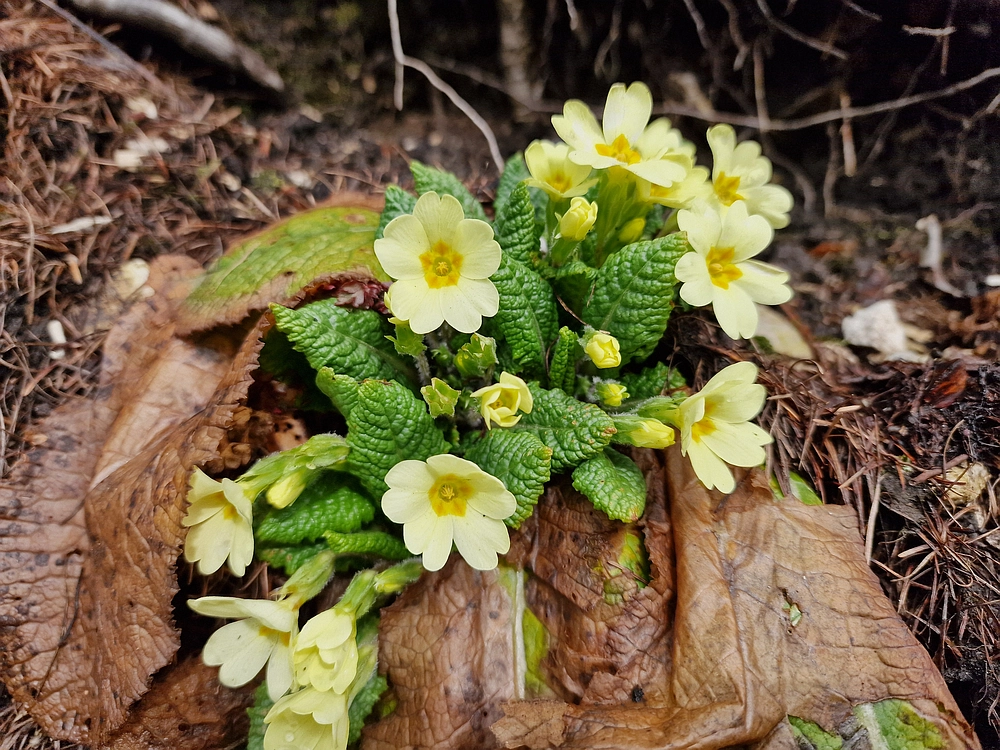 Slika je vidna v Google Chromu.