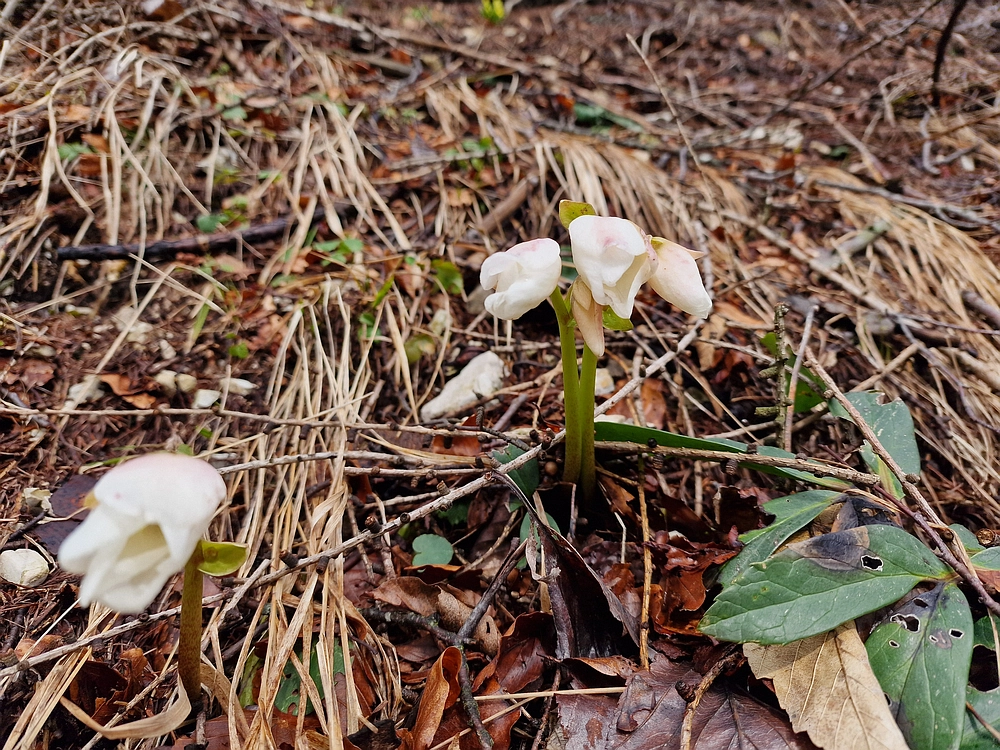 Slika je vidna v Google Chromu.