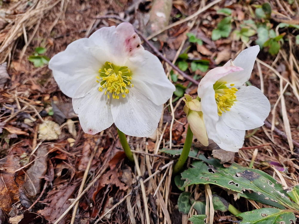 Slika je vidna v Google Chromu.