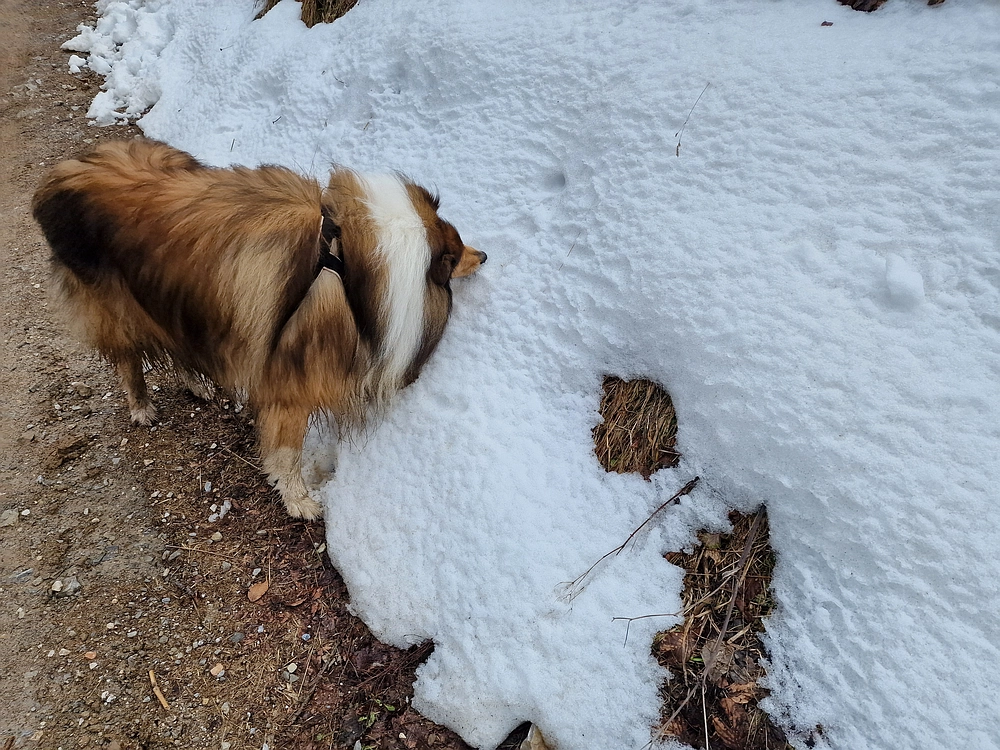 Slika je vidna v Google Chromu.