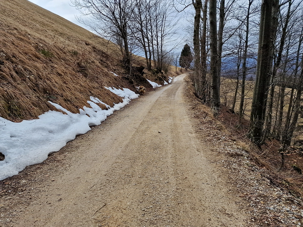 Slika je vidna v Google Chromu.