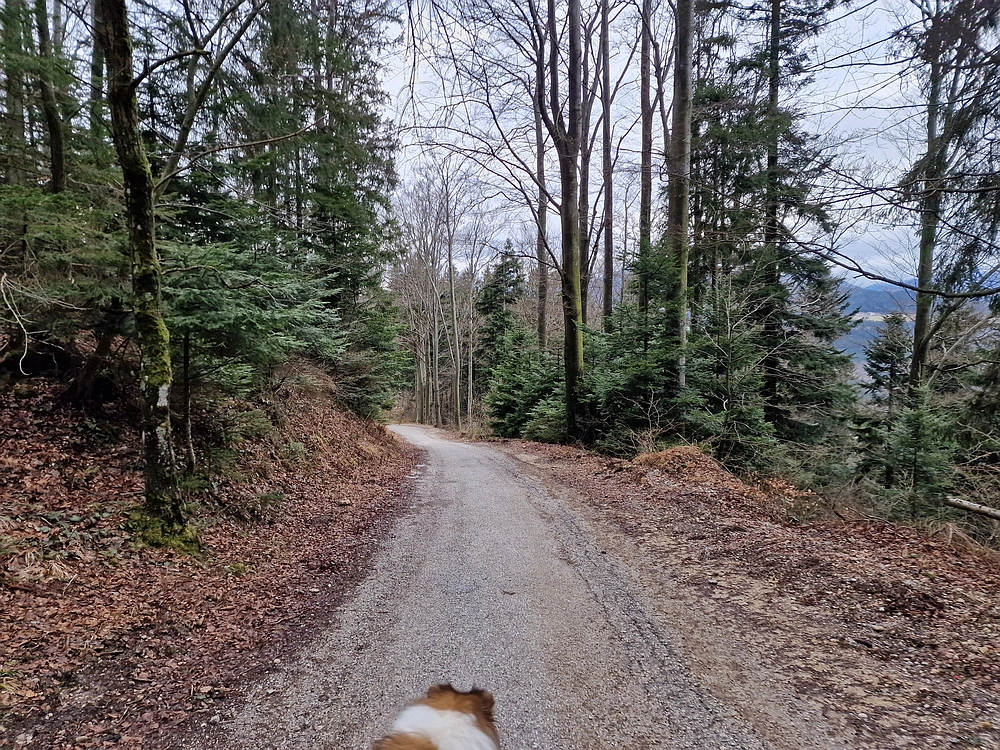 Slika je vidna v Google Chromu.