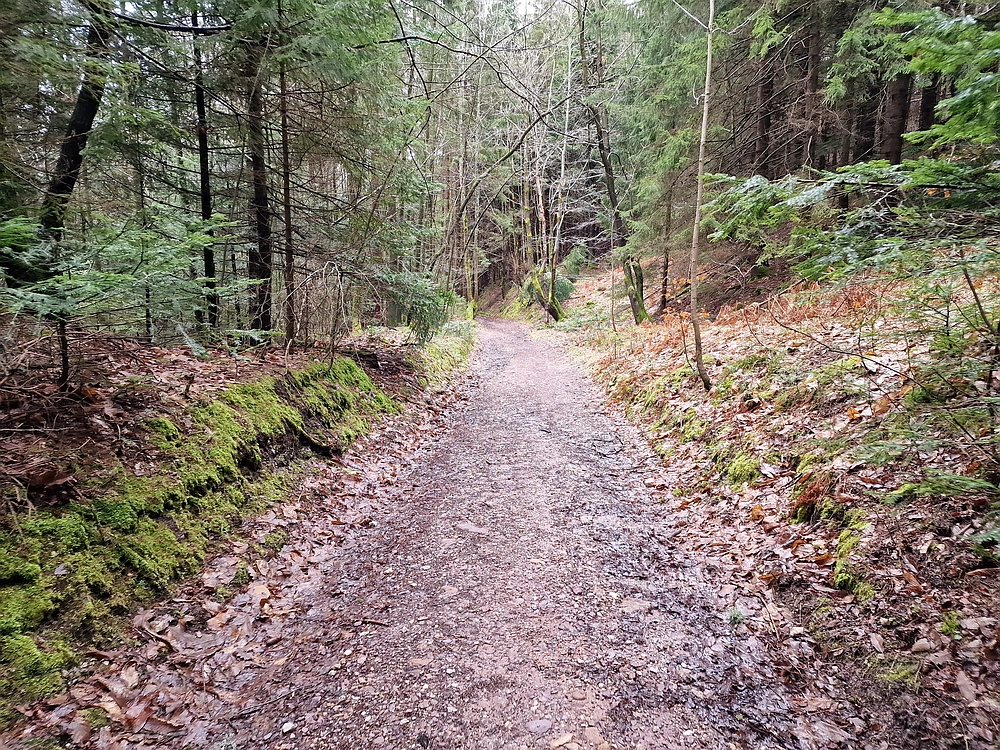 Slika je vidna v Google Chromu.