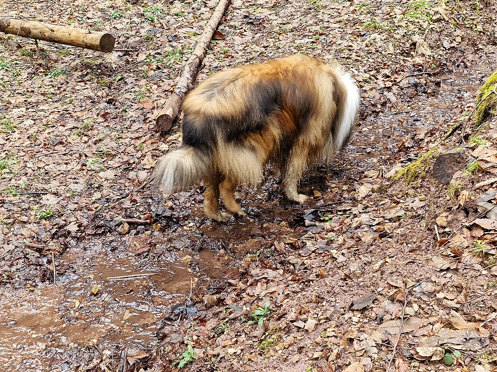 Slika je vidna v Google Chromu.