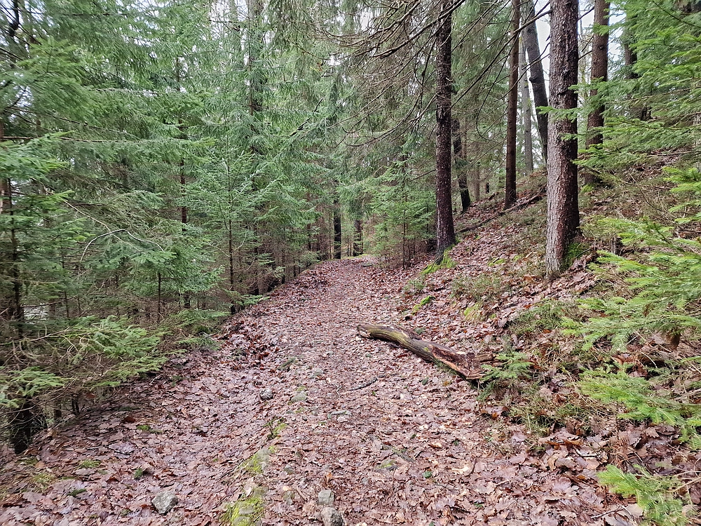 Slika je vidna v Google Chromu.