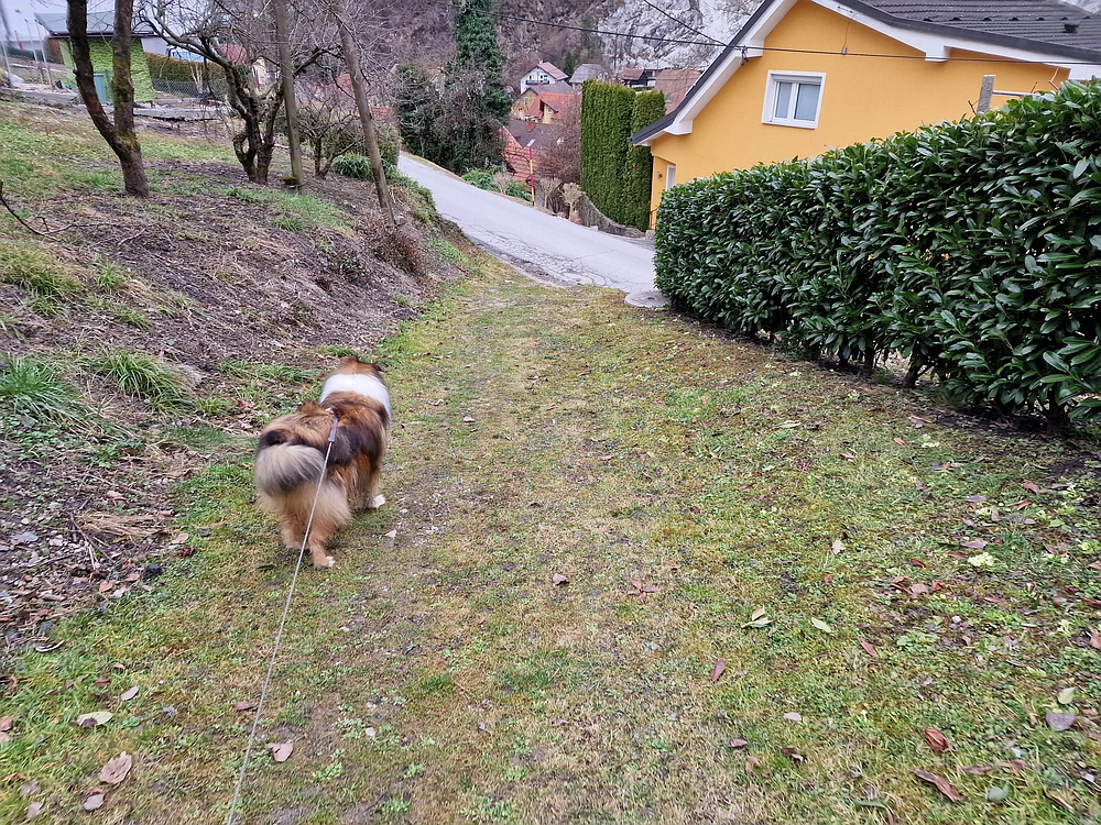 Slika je vidna v Google Chromu.