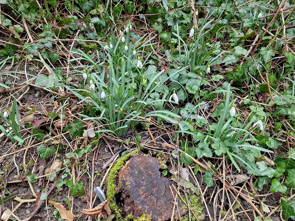 Slika je vidna v Google Chromu.