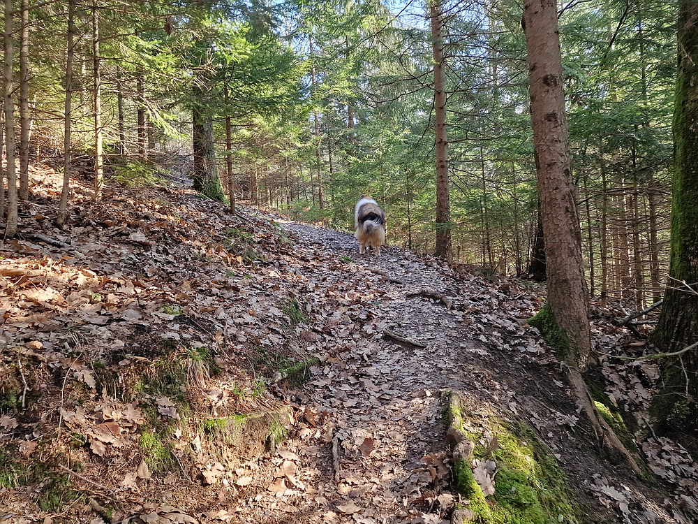 Slika je vidna v Google Chromu.