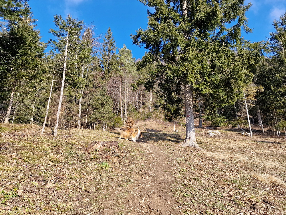 Slika je vidna v Google Chromu.