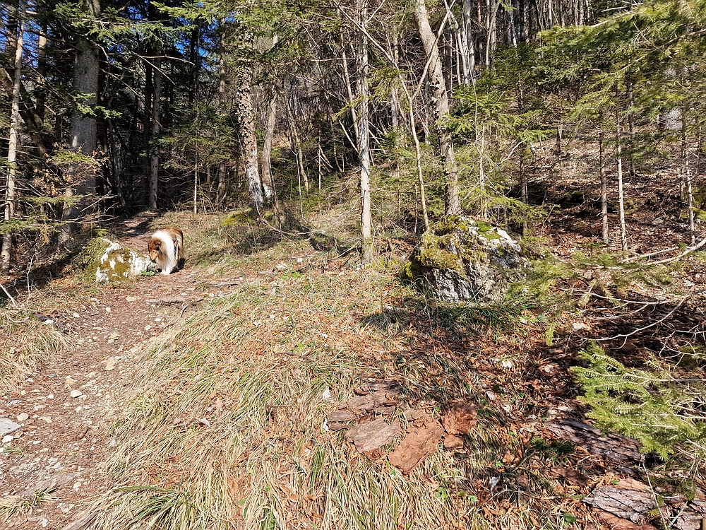 Slika je vidna v Google Chromu.