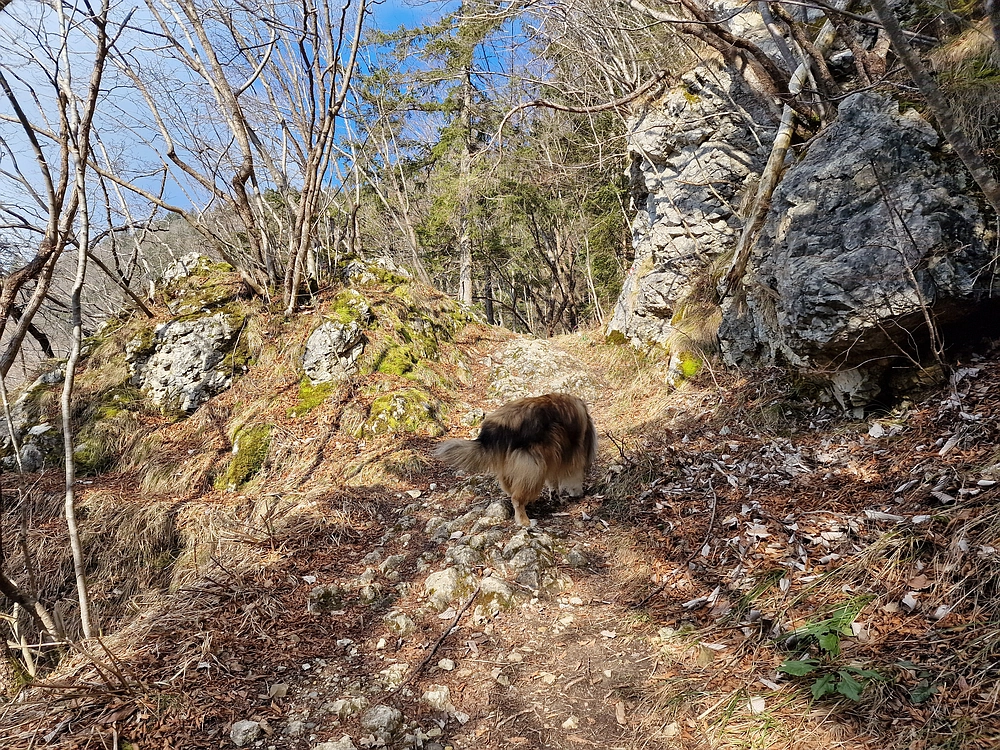 Slika je vidna v Google Chromu.