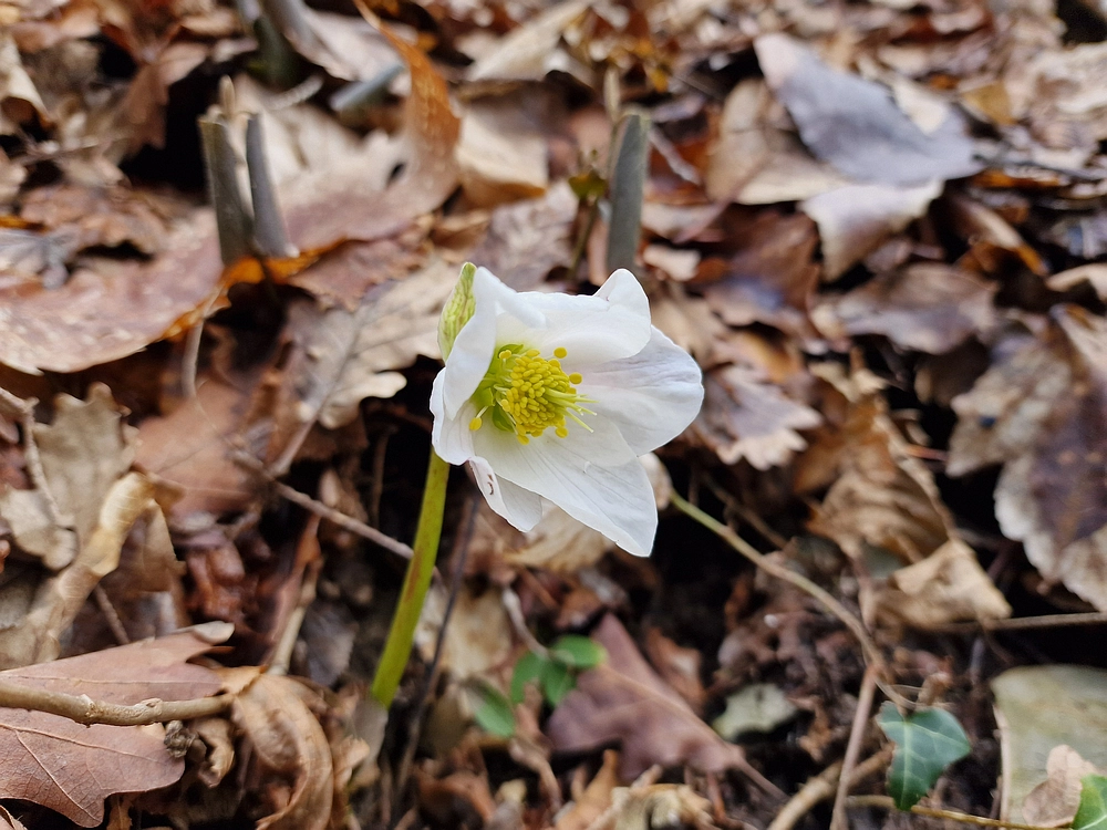 Slika je vidna v Google Chromu.