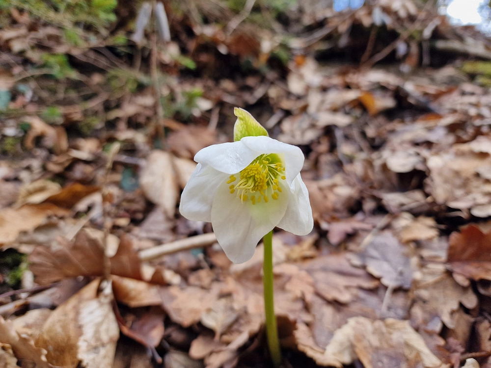 Slika je vidna v Google Chromu.