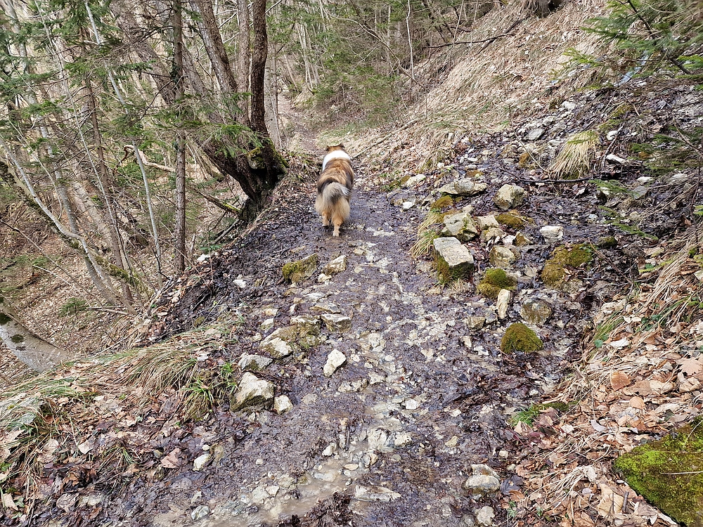 Slika je vidna v Google Chromu.