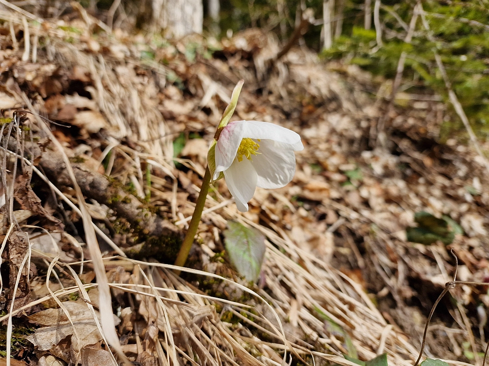Slika je vidna v Google Chromu.