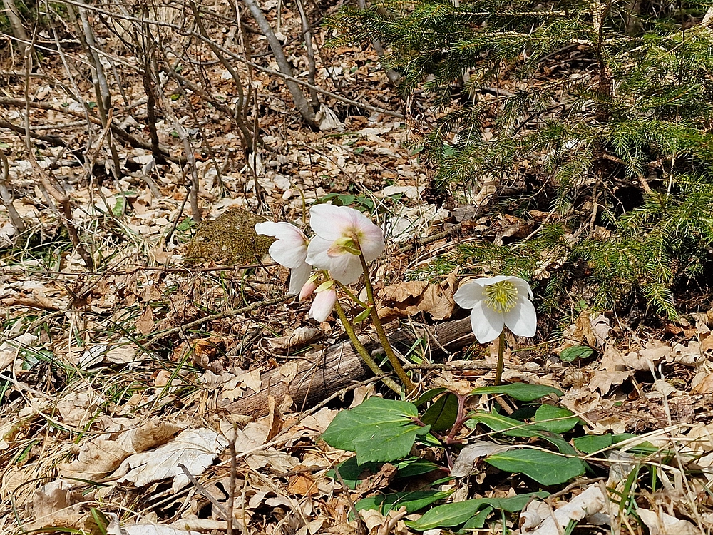 Slika je vidna v Google Chromu.