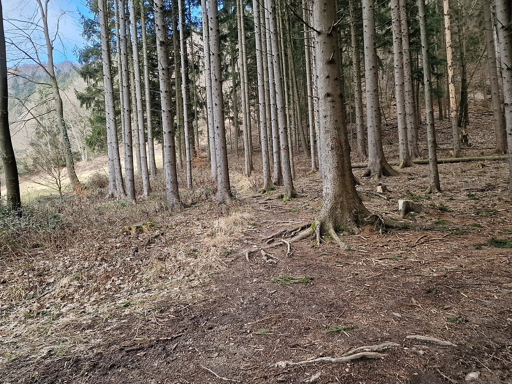 Slika je vidna v Google Chromu.