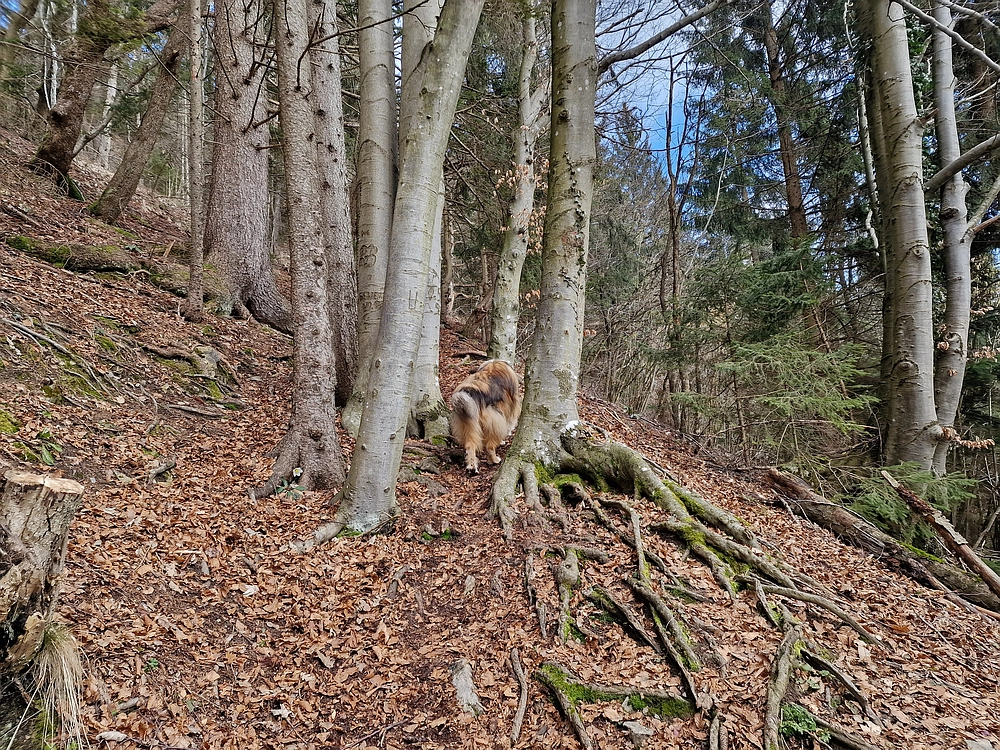 Slika je vidna v Google Chromu.