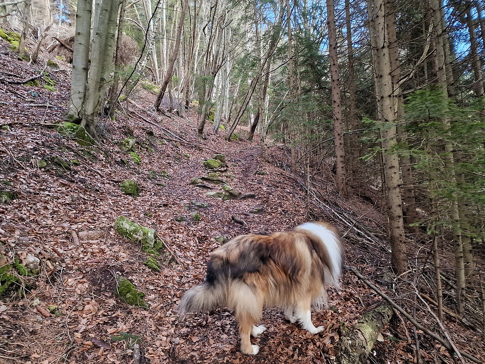 Slika je vidna v Google Chromu.