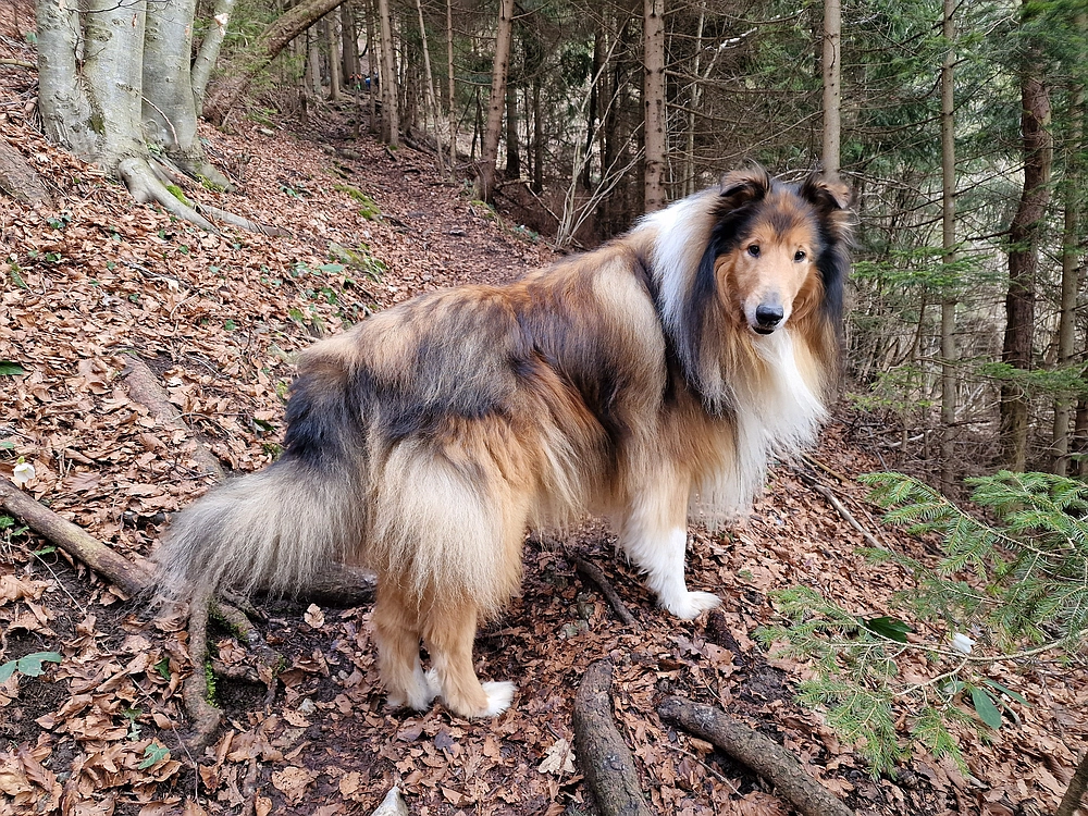 Slika je vidna v Google Chromu.