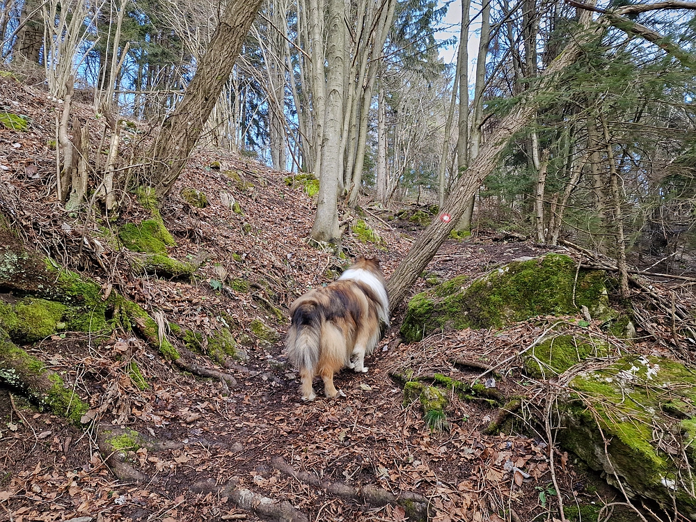 Slika je vidna v Google Chromu.
