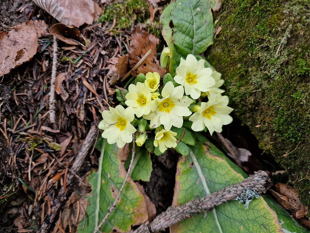 Slika je vidna v Google Chromu.