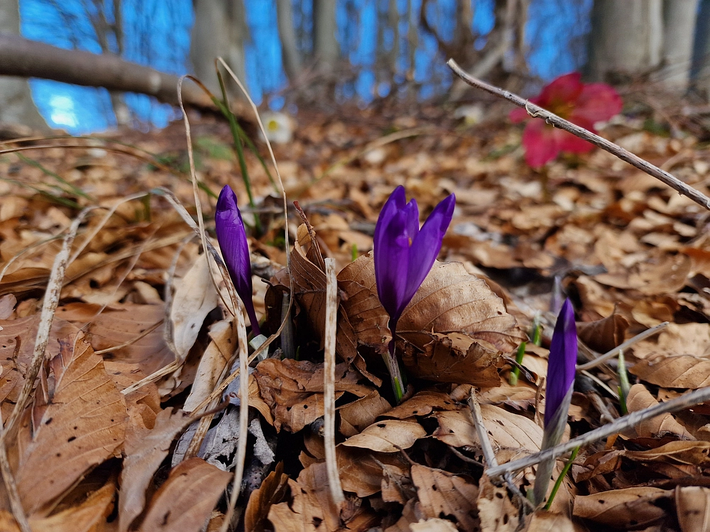 Slika je vidna v Google Chromu.