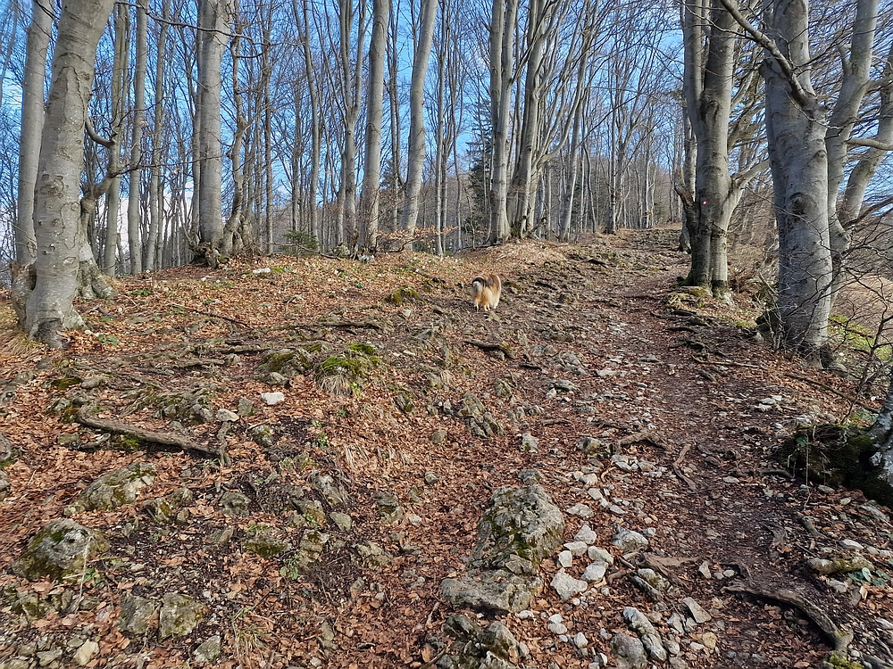 Slika je vidna v Google Chromu.