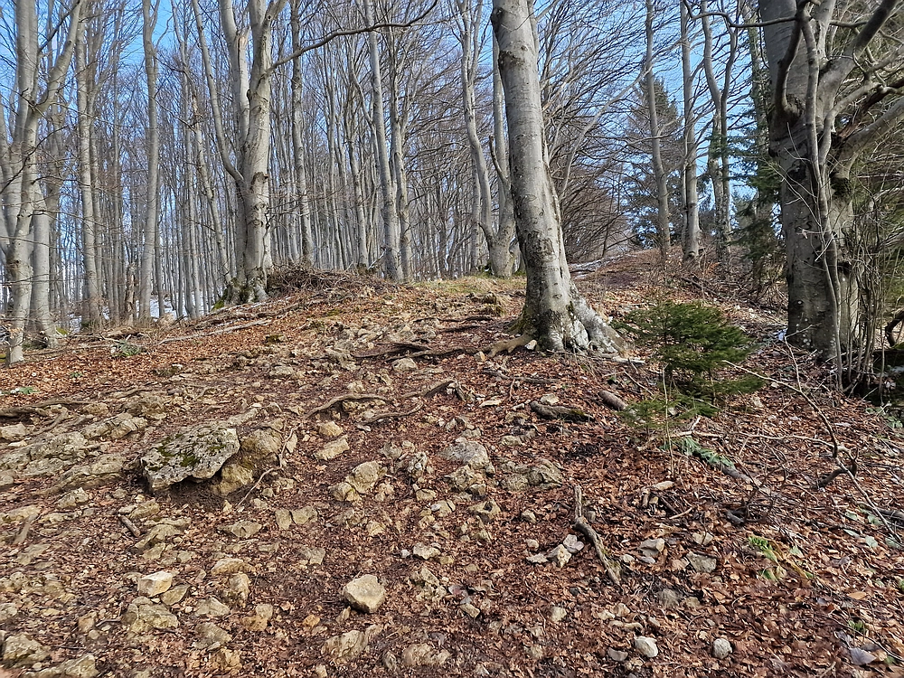 Slika je vidna v Google Chromu.