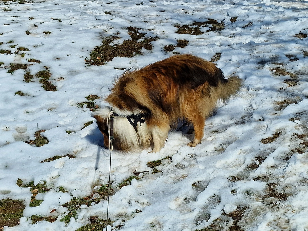 Slika je vidna v Google Chromu.