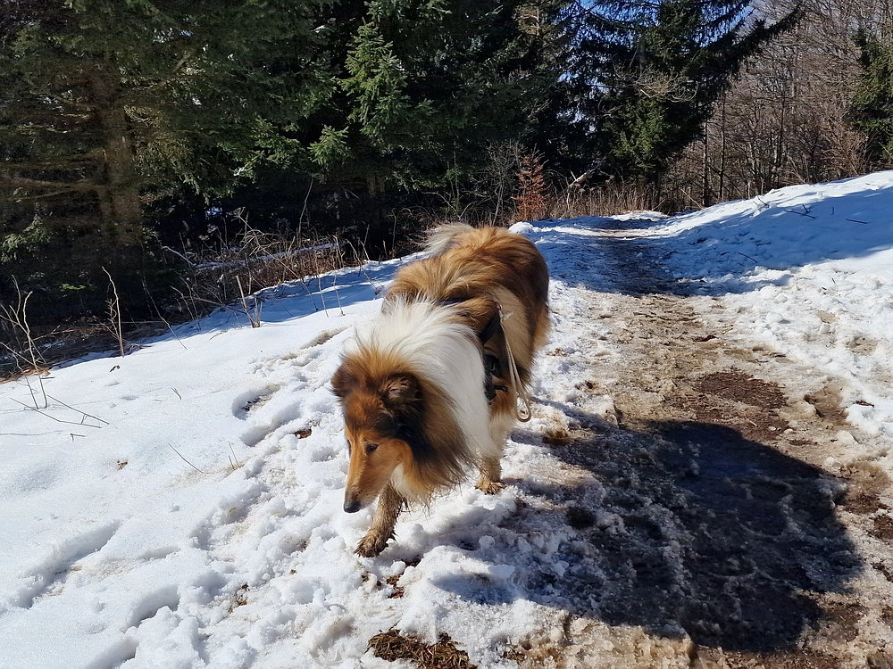 Slika je vidna v Google Chromu.