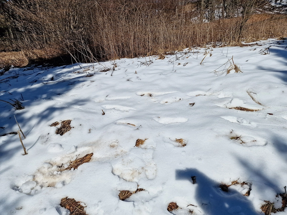 Slika je vidna v Google Chromu.