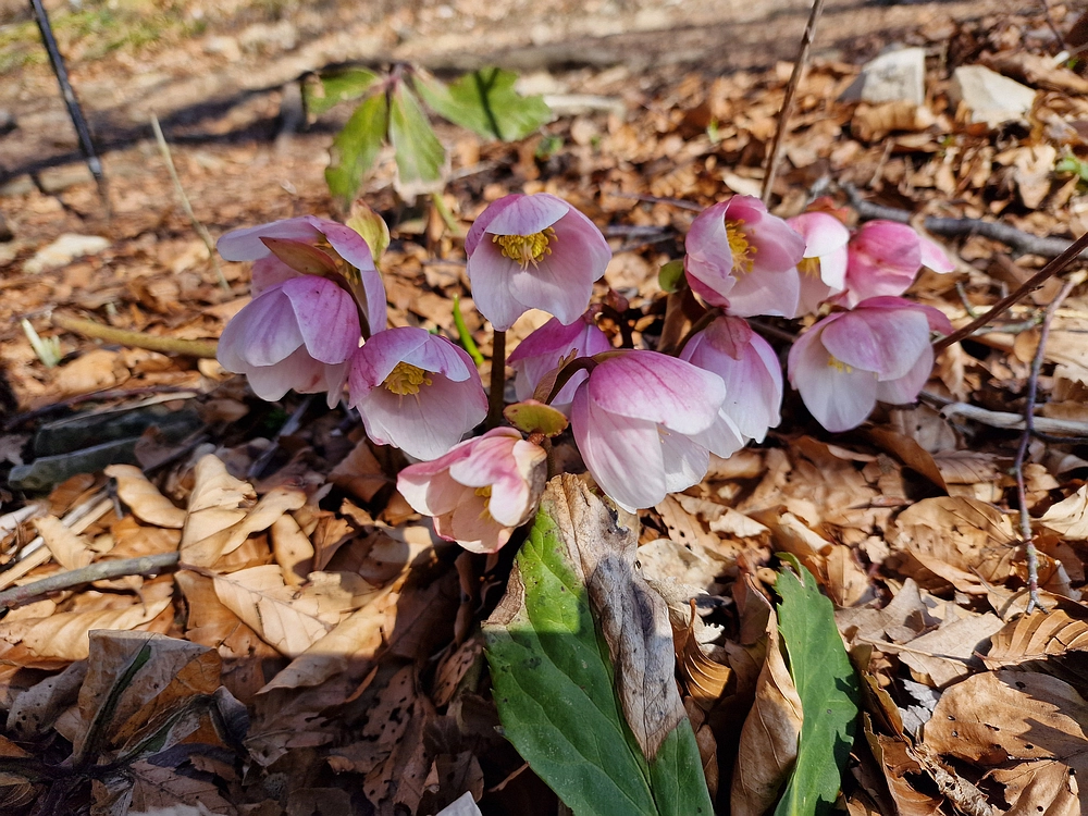 Slika je vidna v Google Chromu.