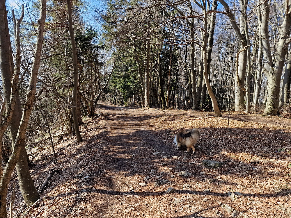 Slika je vidna v Google Chromu.