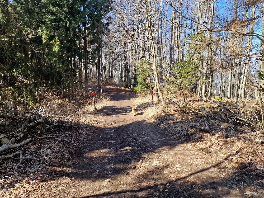 Slika je vidna v Google Chromu.