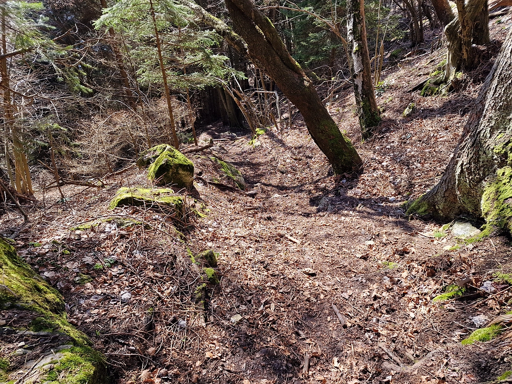 Slika je vidna v Google Chromu.