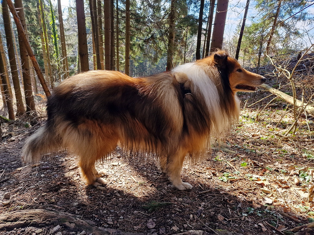 Slika je vidna v Google Chromu.