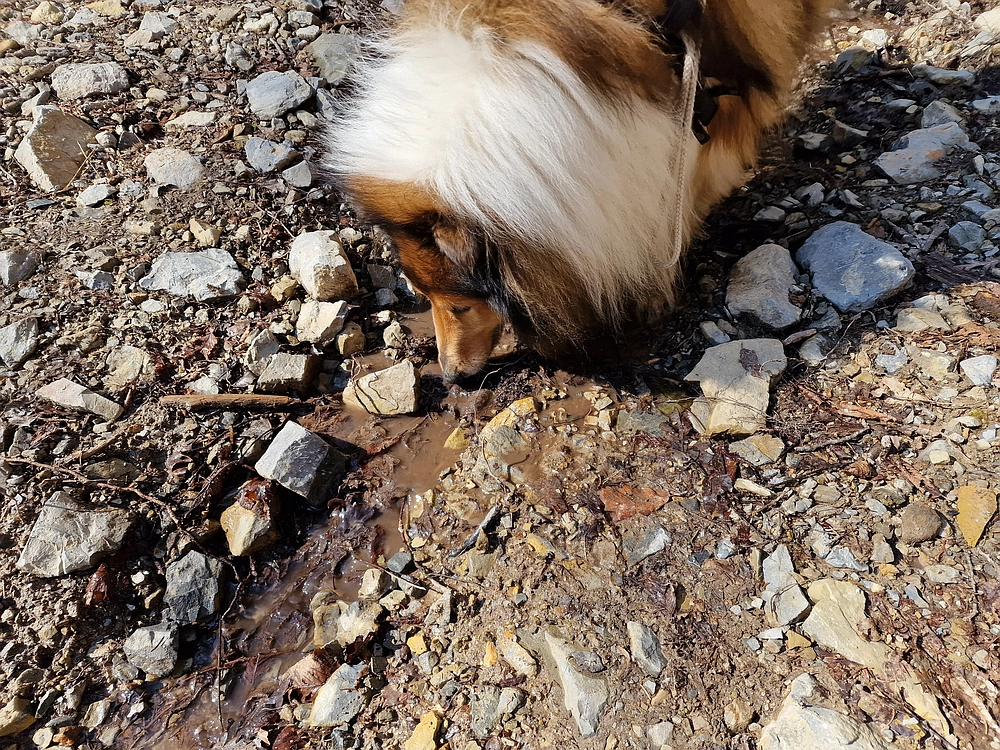 Slika je vidna v Google Chromu.