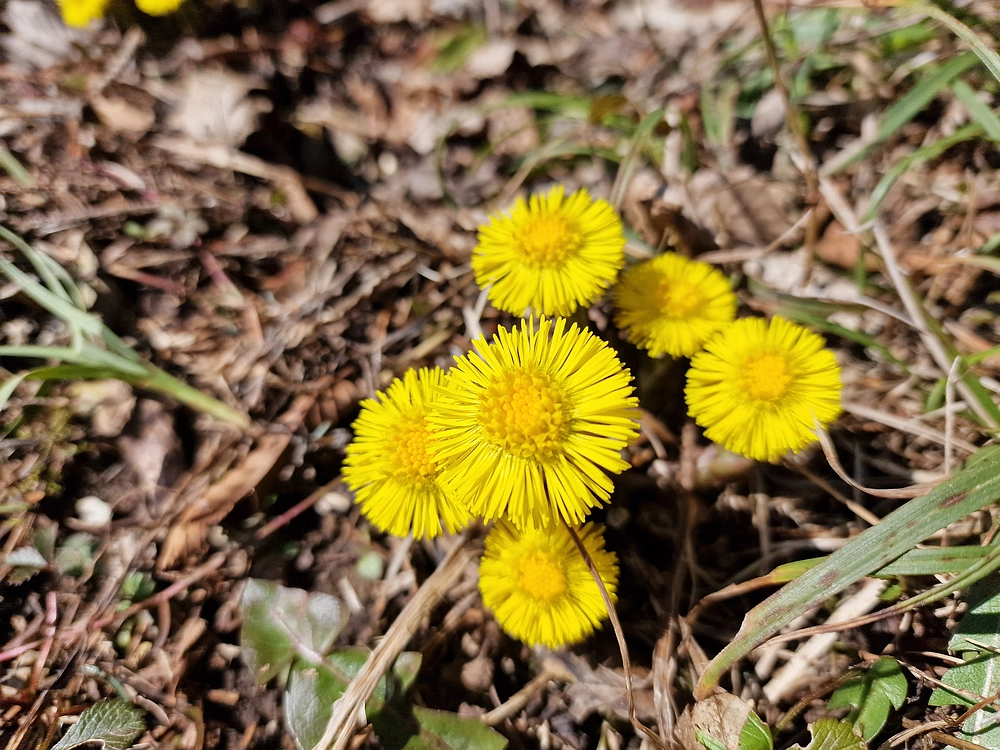 Slika je vidna v Google Chromu.