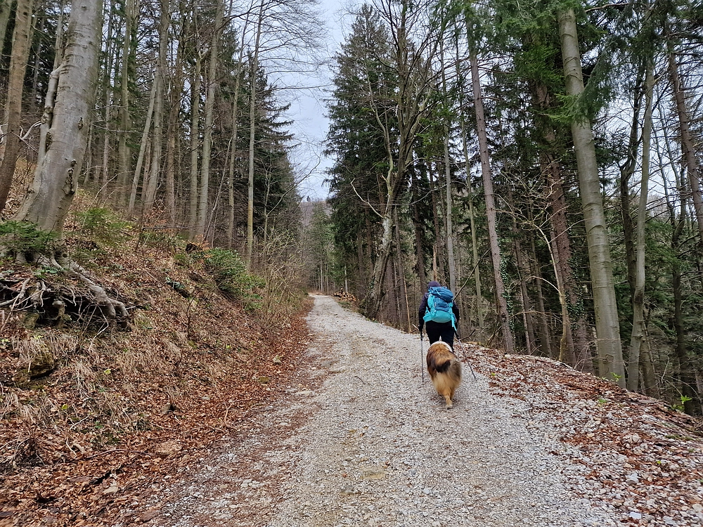 Slika je vidna v Google Chromu.
