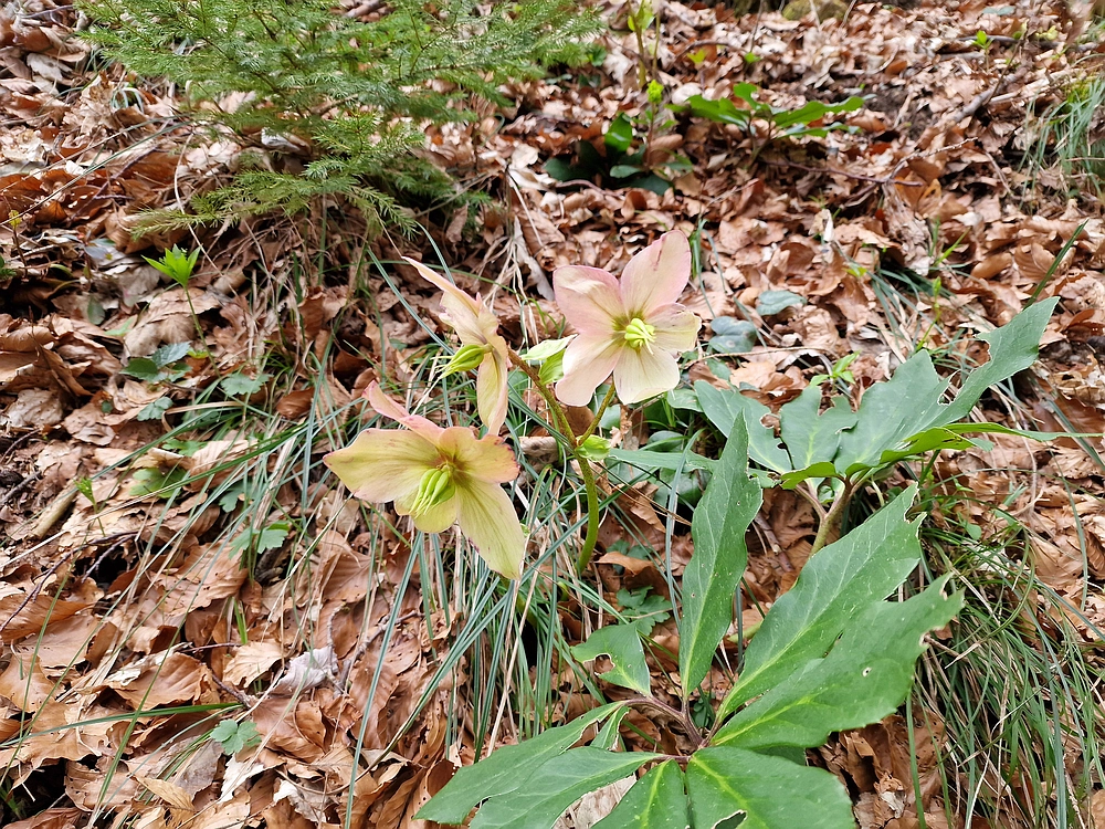 Slika je vidna v Google Chromu.